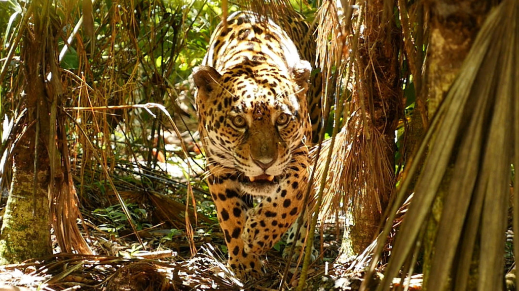 jaguar-im-zoo-von-belize_klein